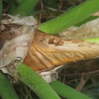 Philodendron giganteum Schott